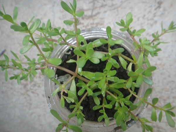bacopa monnieri
